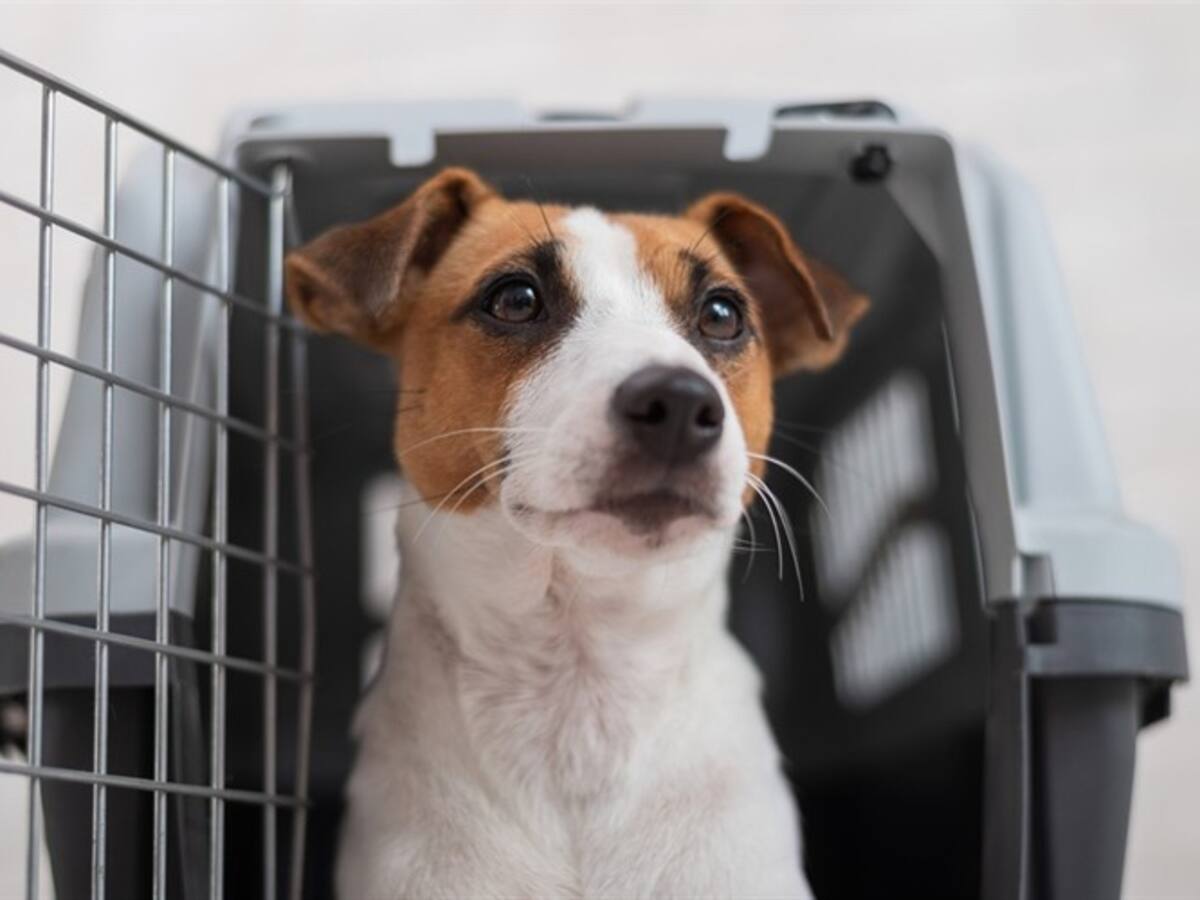 Sancionan a tres empresas por infringir normas del transporte de mascotas