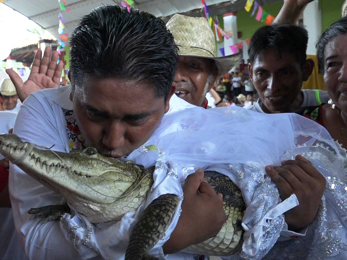 Video: alcalde contrajo matrimonio con un caimán hembra en México