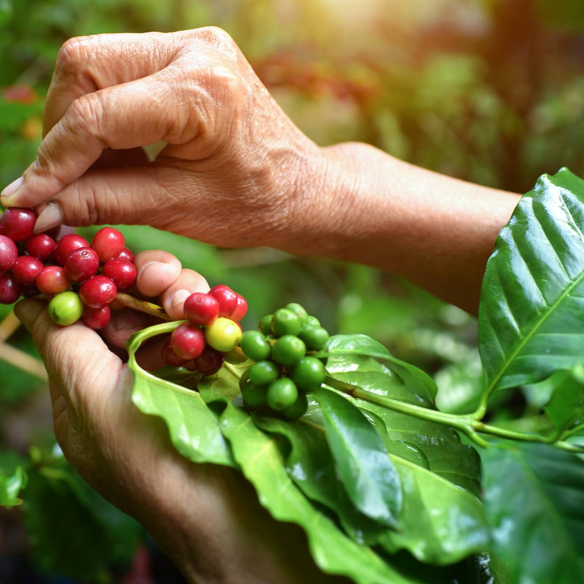 Producción de café creció 26% en septiembre, según la Federación Nacional de Cafeteros