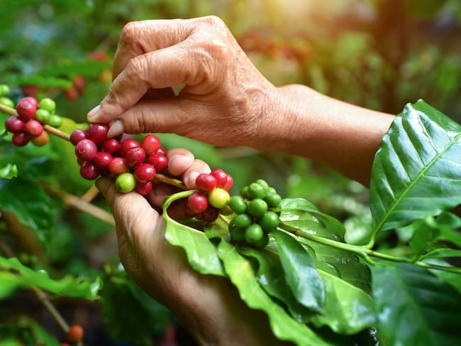 Persona recolectando café (Getty Images)