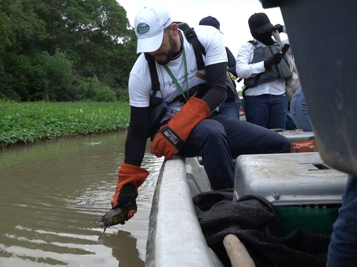 Liberados animales silvestres rehabilitados en la Ciénaga Grande de Santa Marta