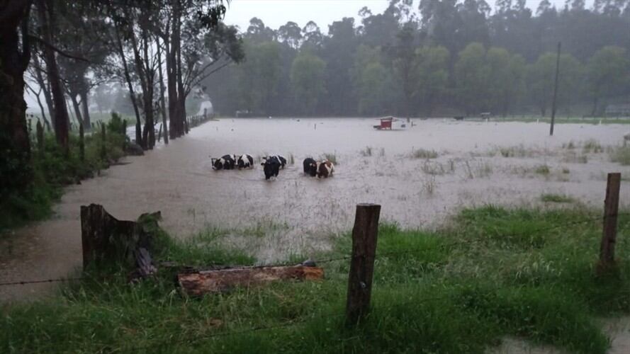Los productores decidieron sacar su ganado a zonas altas del municipio. . Foto: Alcaldía San Miguel de Sema