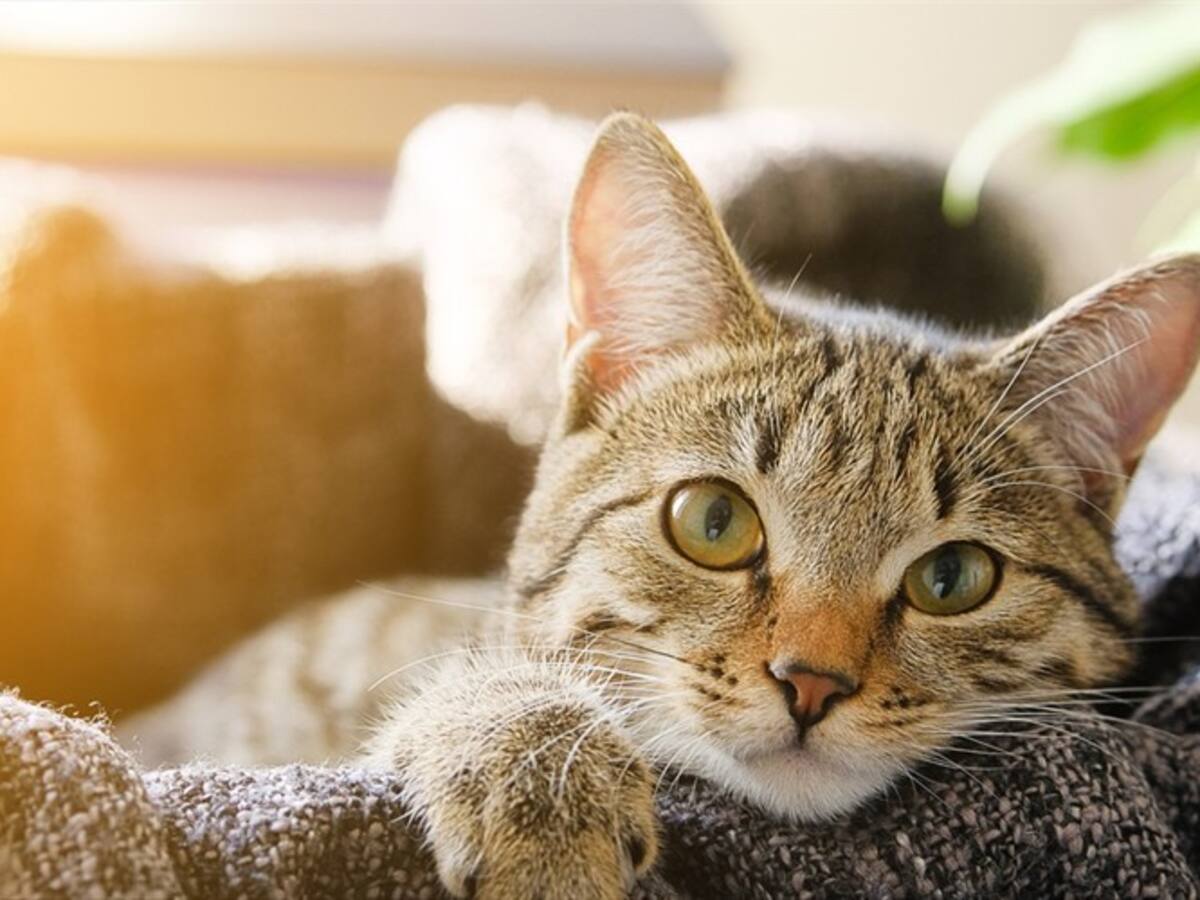 Con un mordisco en el cuello, gato salvó a su ama de morir en un incendio