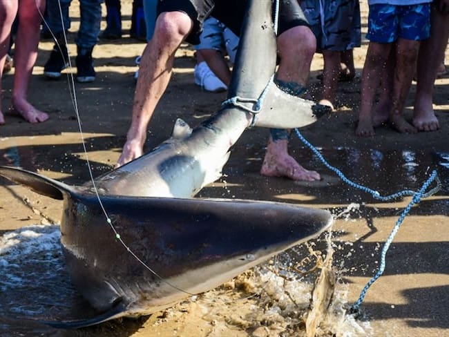 Todavía sigue siendo exótico la comercialización de aletas de tiburón: Minambiente
