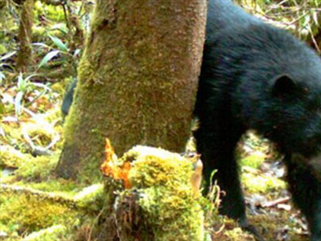 COMUNIDAD DE OSOS ANDINOS EN EL PARQUE NACIONAL NATURAL CHINGAZA. / Imagen de referencia. Foto: Colprensa