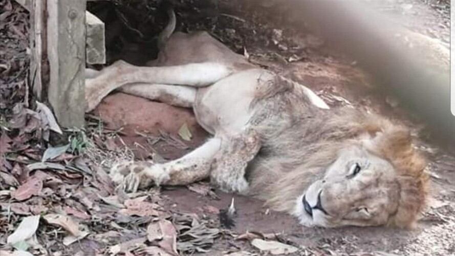 Júpiter, el león que está enfermo en Córdoba, llegará a Cali este jueves. Foto: Cortesía