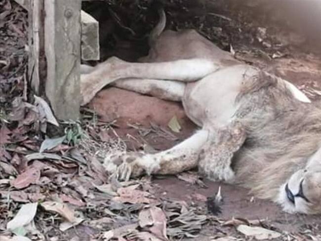 Júpiter, el león que está enfermo en Córdoba, llegará a Cali este jueves. Foto: Cortesía