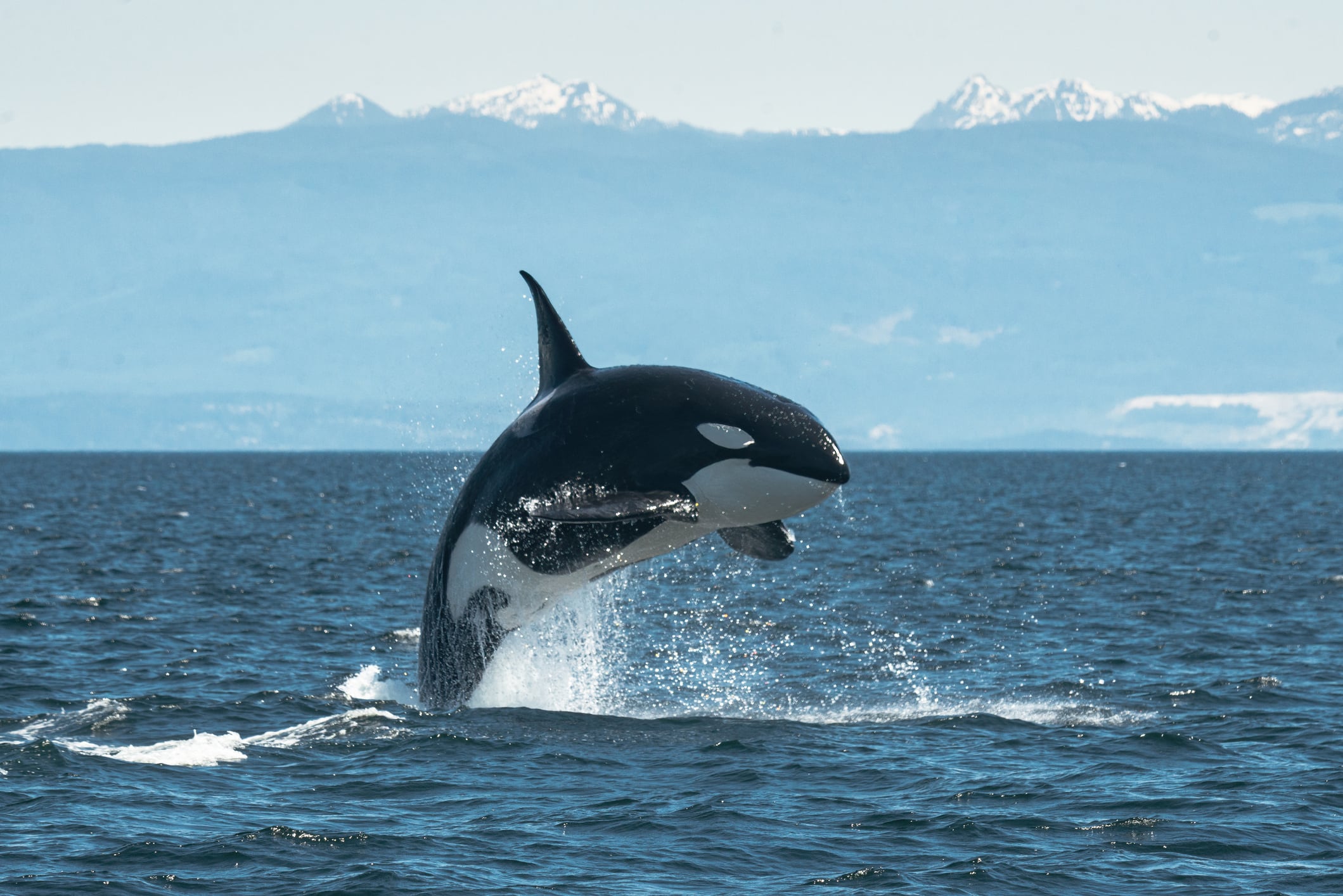 Orca animal. Foto: Getty Images.
