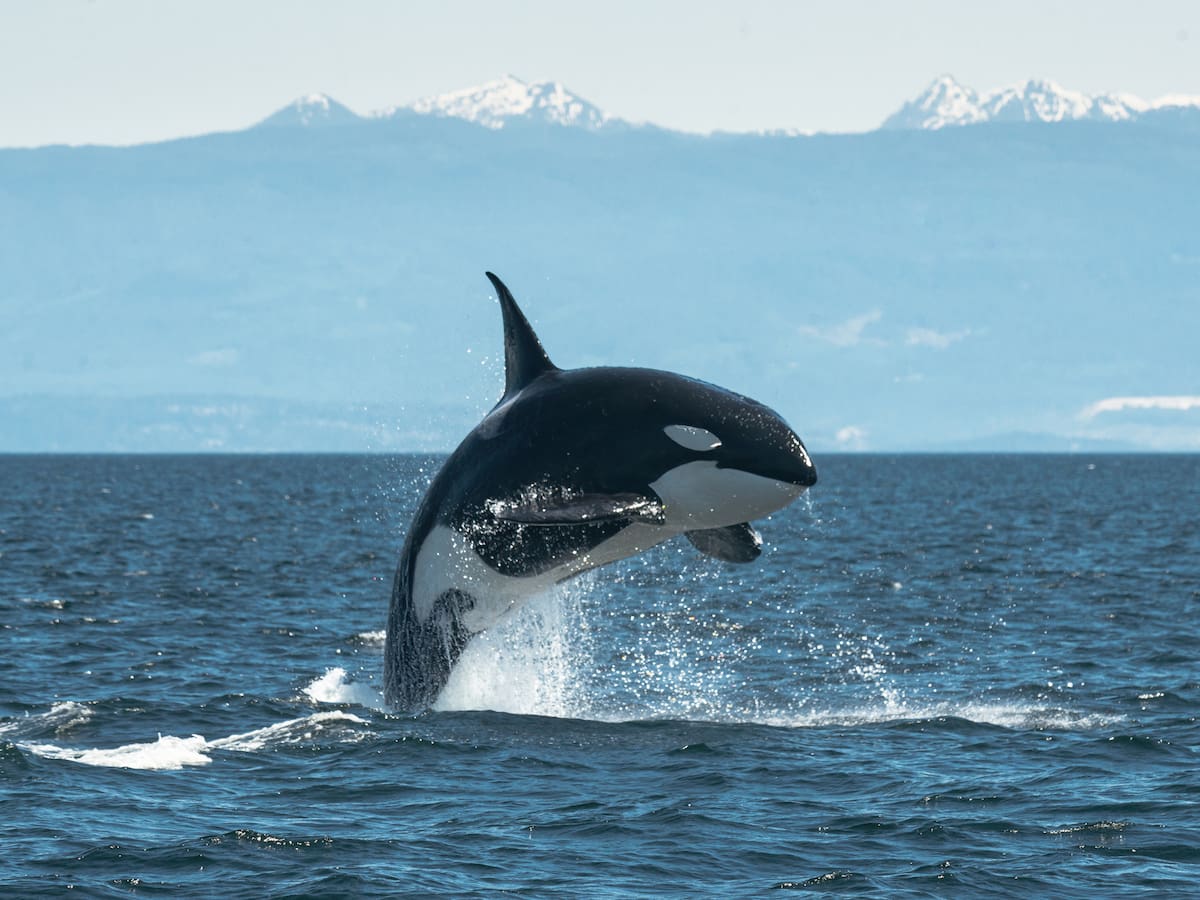 ¿La orca es una ballena o es un animal diferente? Esto explica la ciencia