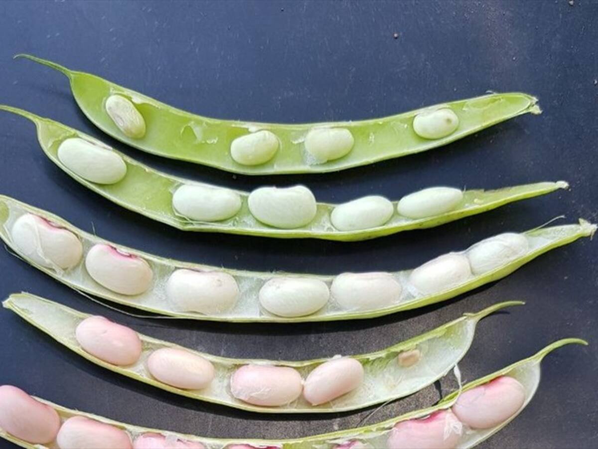 Agrosavia presenta nueva variedad de frijol biofortificado