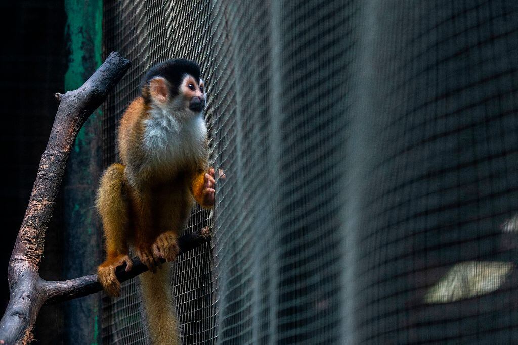 Hombre maltrató a un mono ardilla en Cundinamarca / imagen de referencia. (Photo by Luis ACOSTA / AFP) (Photo by LUIS ACOSTA/AFP via Getty Images)
