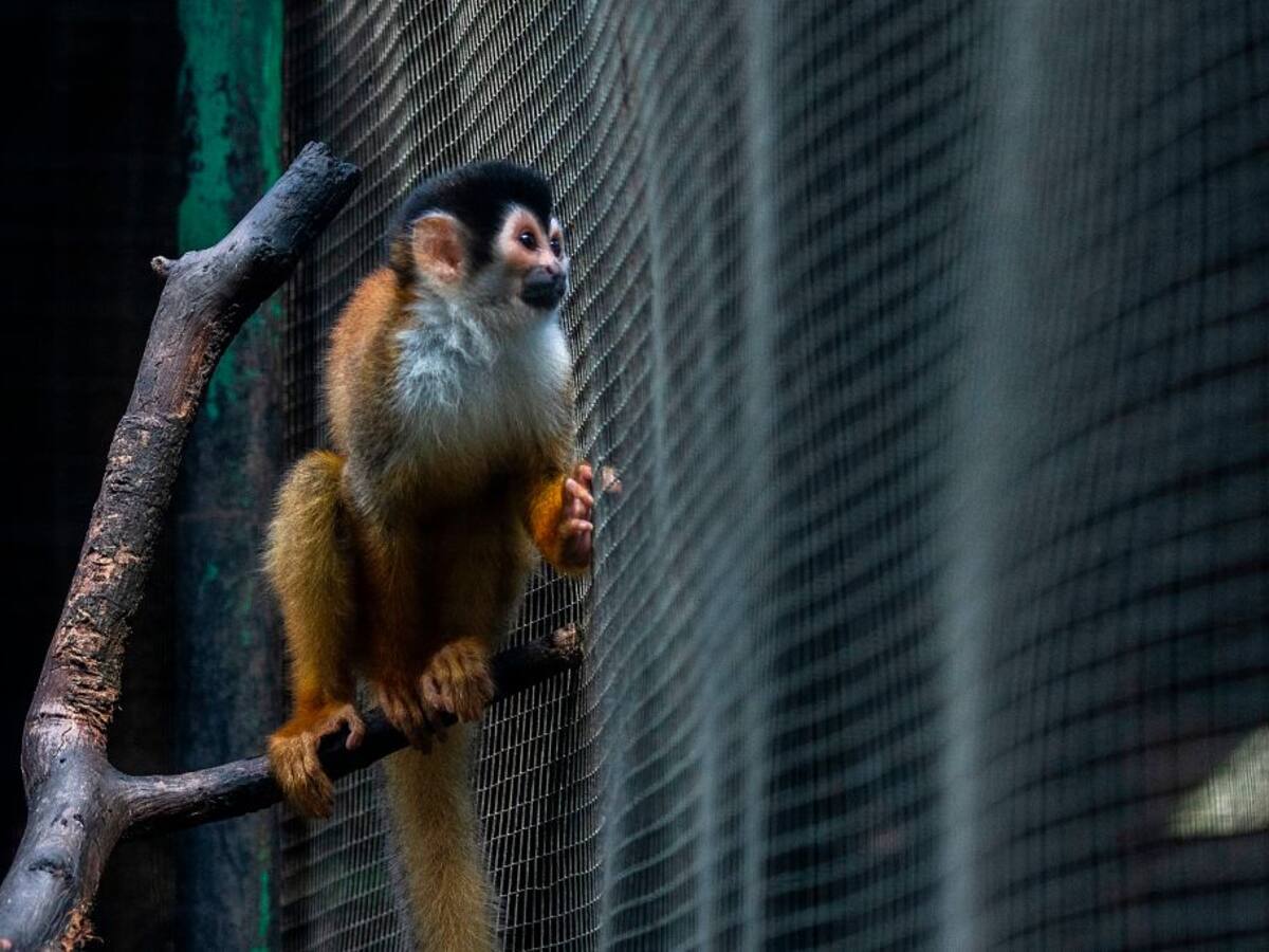 Capturan a hombre que maltrataba a un mono ardilla en Granada, Cundinamarca