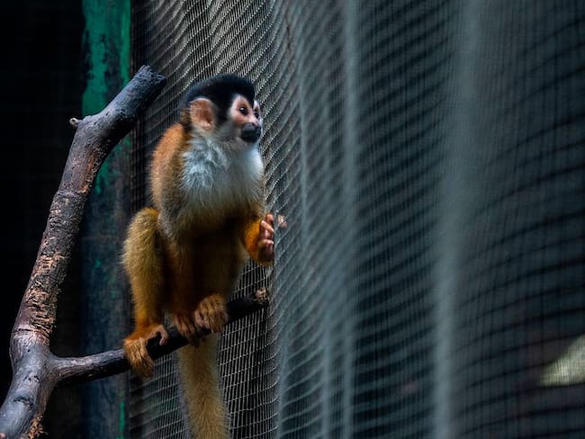 Hombre maltrató a un mono ardilla en Cundinamarca / imagen de referencia. (Photo by Luis ACOSTA / AFP) (Photo by LUIS ACOSTA/AFP via Getty Images)