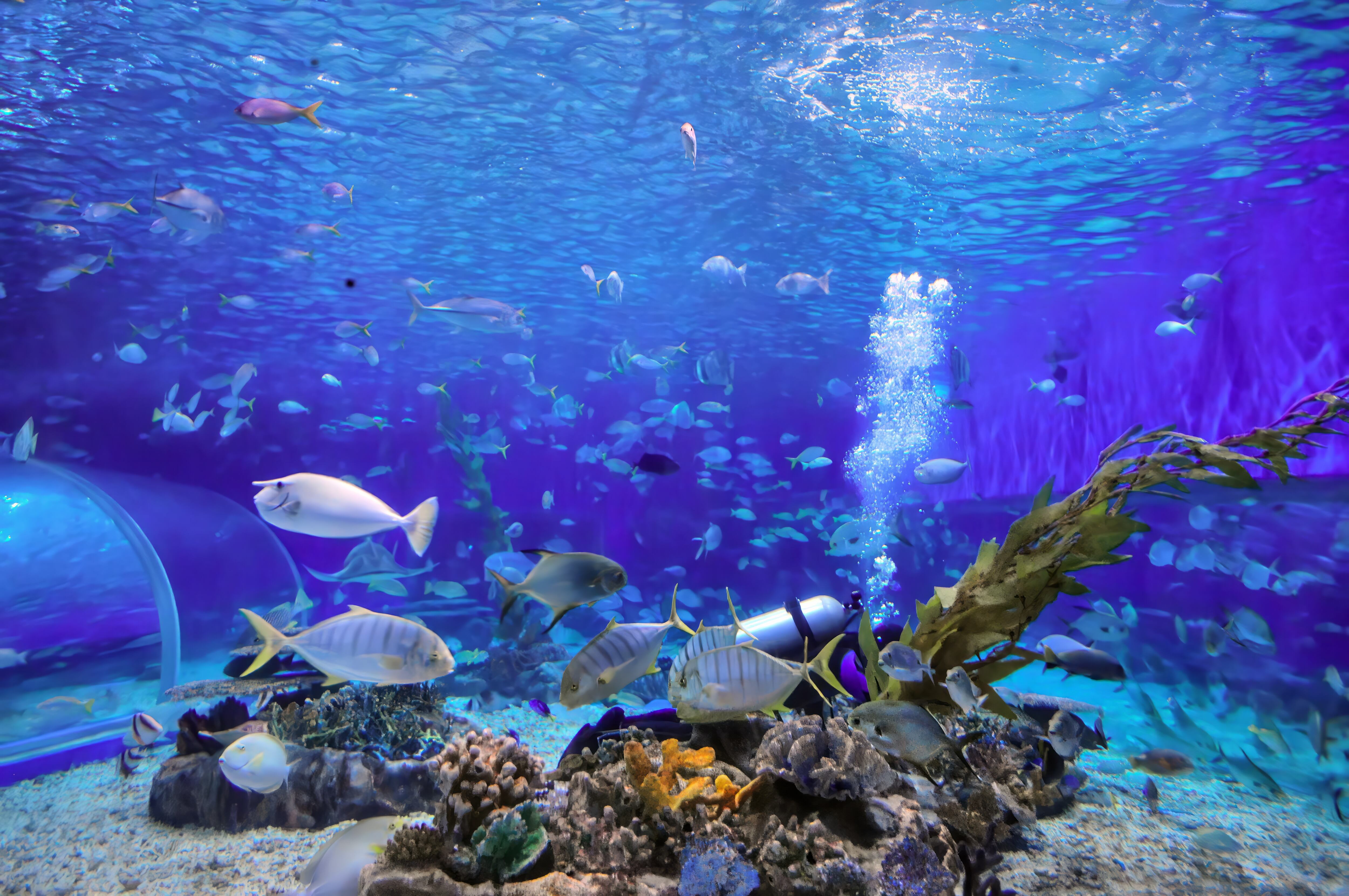 Pez caballa, imagen de referencia. Foto: Getty Images