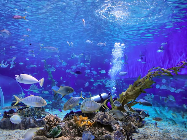 Pez caballa, imagen de referencia. Foto: Getty Images