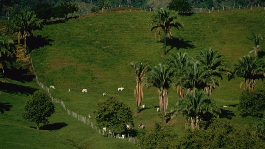 Minagricultura radicó proyecto de ley para fortalecer el sector palmero. Foto: Getty Images / CARL & ANN PURCELL