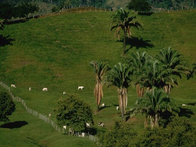 Minagricultura radicó proyecto de ley para fortalecer el sector palmero. Foto: Getty Images / CARL & ANN PURCELL