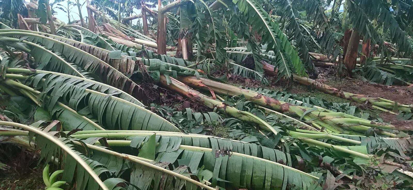 Escasez de plátano en Córdoba. Foto: cortesía.