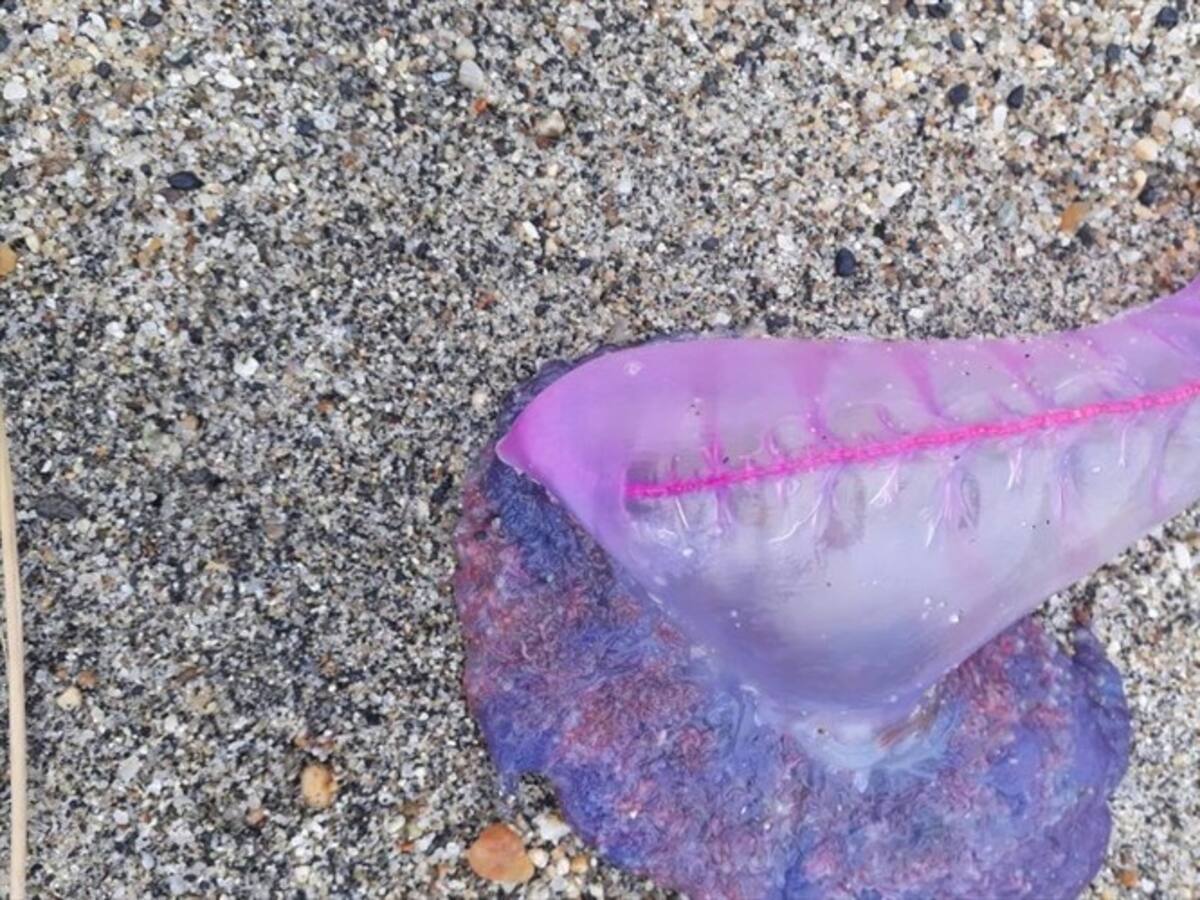 Alertan sobre la presencia de fragata portuguesa en playas de San Andrés