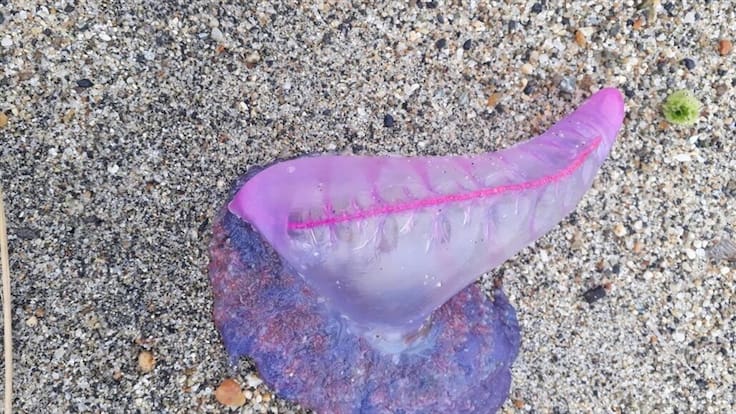 Alertan sobre la presencia de fragata portuguesa en playas de San Andrés