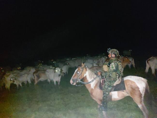 Ejército recuperó 530 cabezas de ganado que serían comercializadas en Venezuela