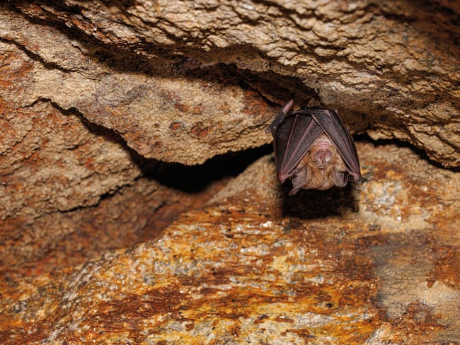 Murciélago, imagen de referencia. Foto: Getty Images