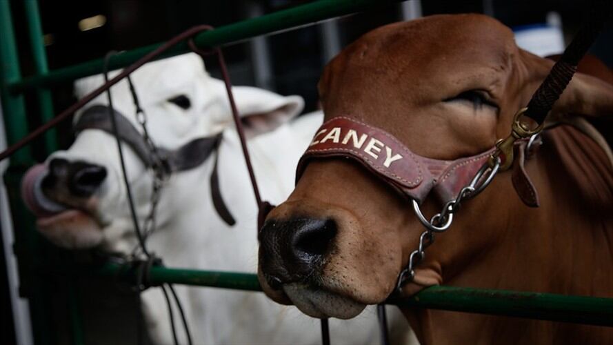 El Ministerio de Agricultura recibirá millonaria suma de dinero en medio del proceso de liquidación del Fondo Nacional del Ganado. Foto: Colprensa