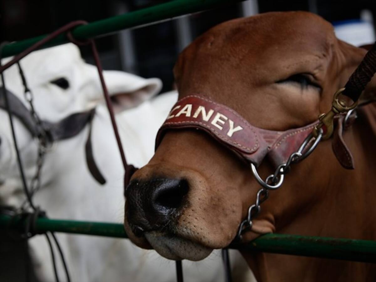 Minagricultura recibirá dinero por liquidación del Fondo Nacional del Ganado