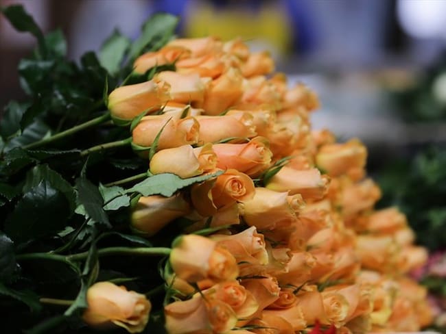 Exportación de flores para San Valentín desde Colombia. Foto: Colprensa