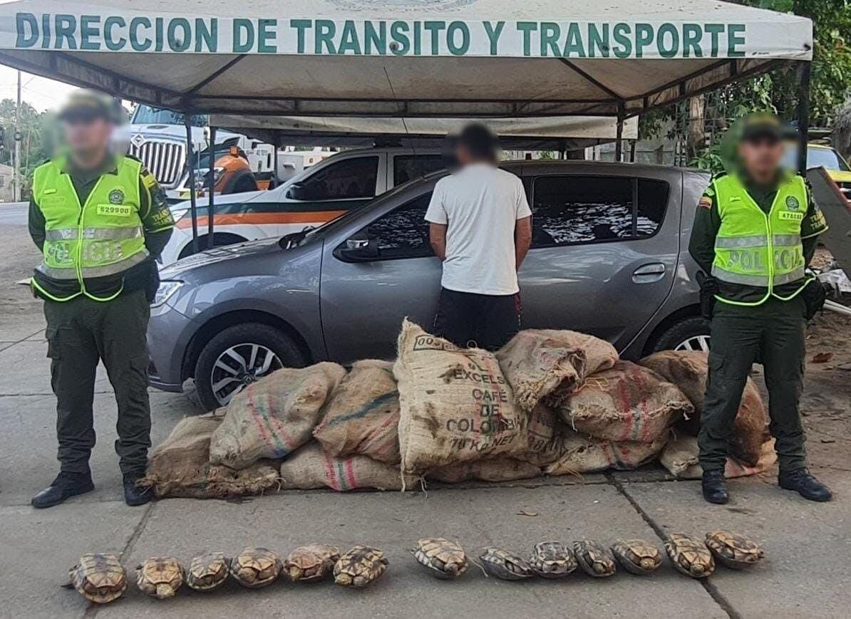 Incautan cerca de 300 hicoteas que iban a ser sacrificadas en Córdoba. Foto: Policía Nacional.