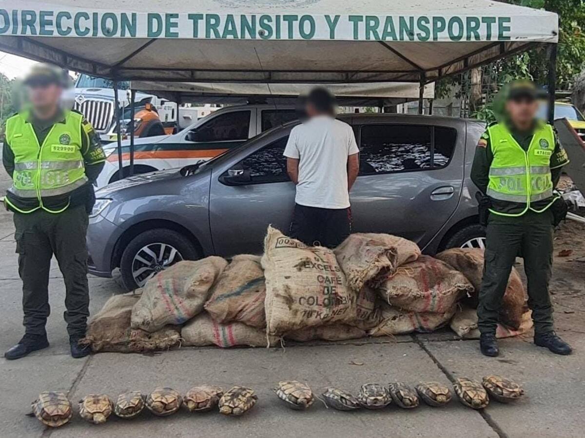 Incautan cerca de 300 hicoteas que iban a ser sacrificadas en Córdoba