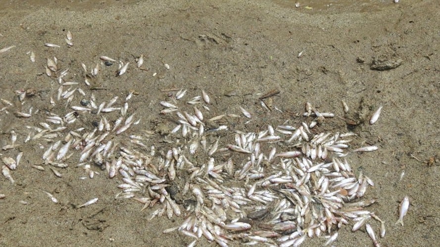 Mortandad de peces en Lebrija y Curití. Foto: suministrada.