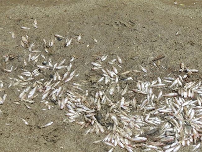 Mortandad de peces en Lebrija y Curití. Foto: suministrada.
