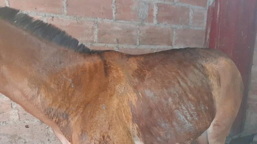 Dos mulas al parecer fueron atacadas con ácido. Foto: Tomada del perfil de Facebook del concejal denunciante.