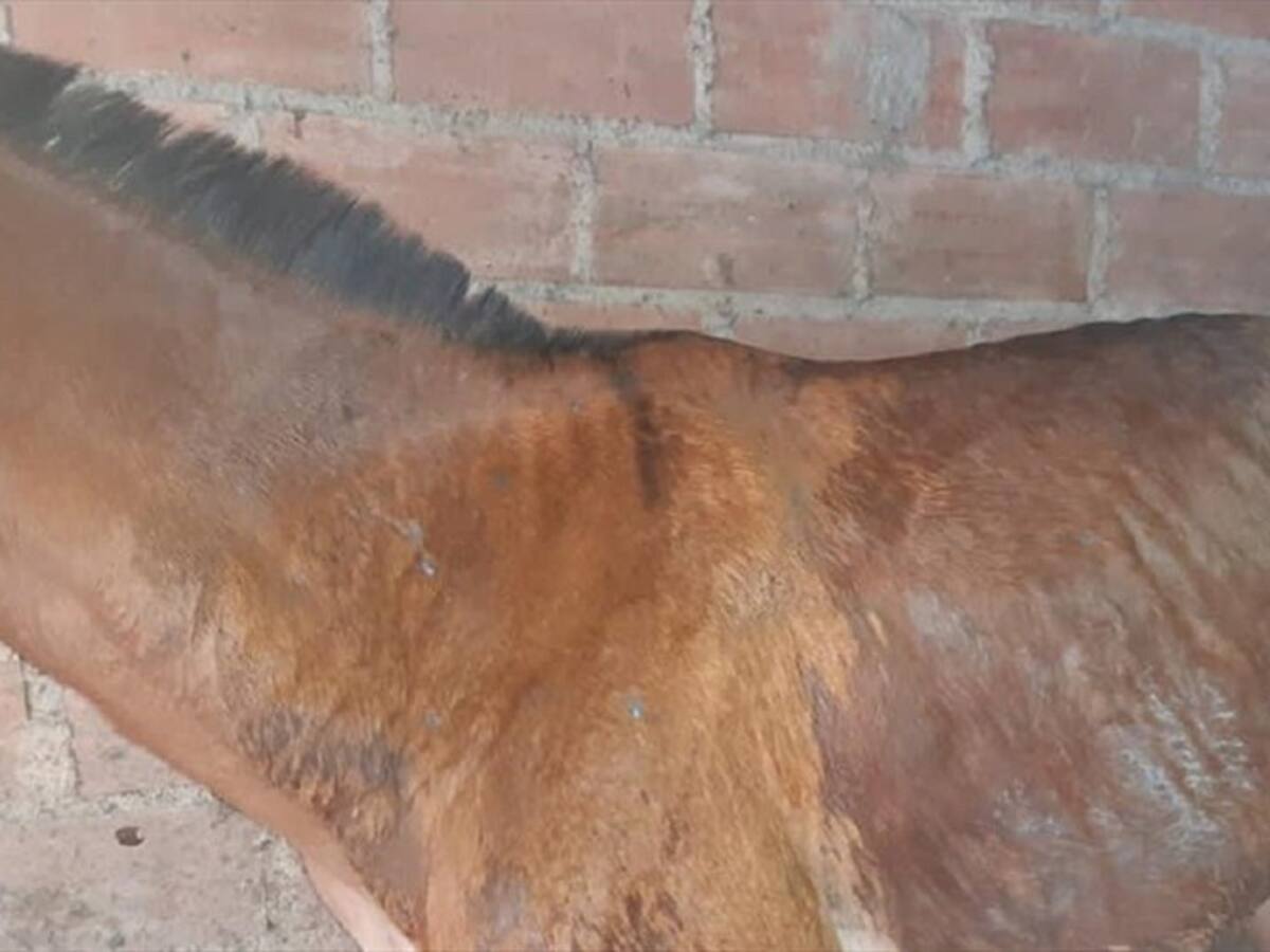 Investigan el posible ataque con ácido a dos animales en Marmato, Caldas
