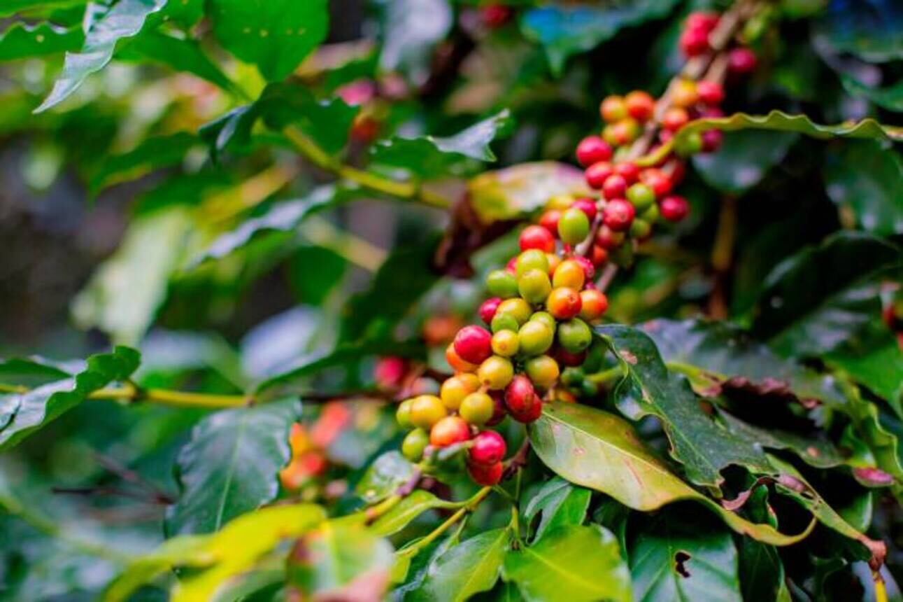 Imágen de una planta de café / Foto: Colprensa