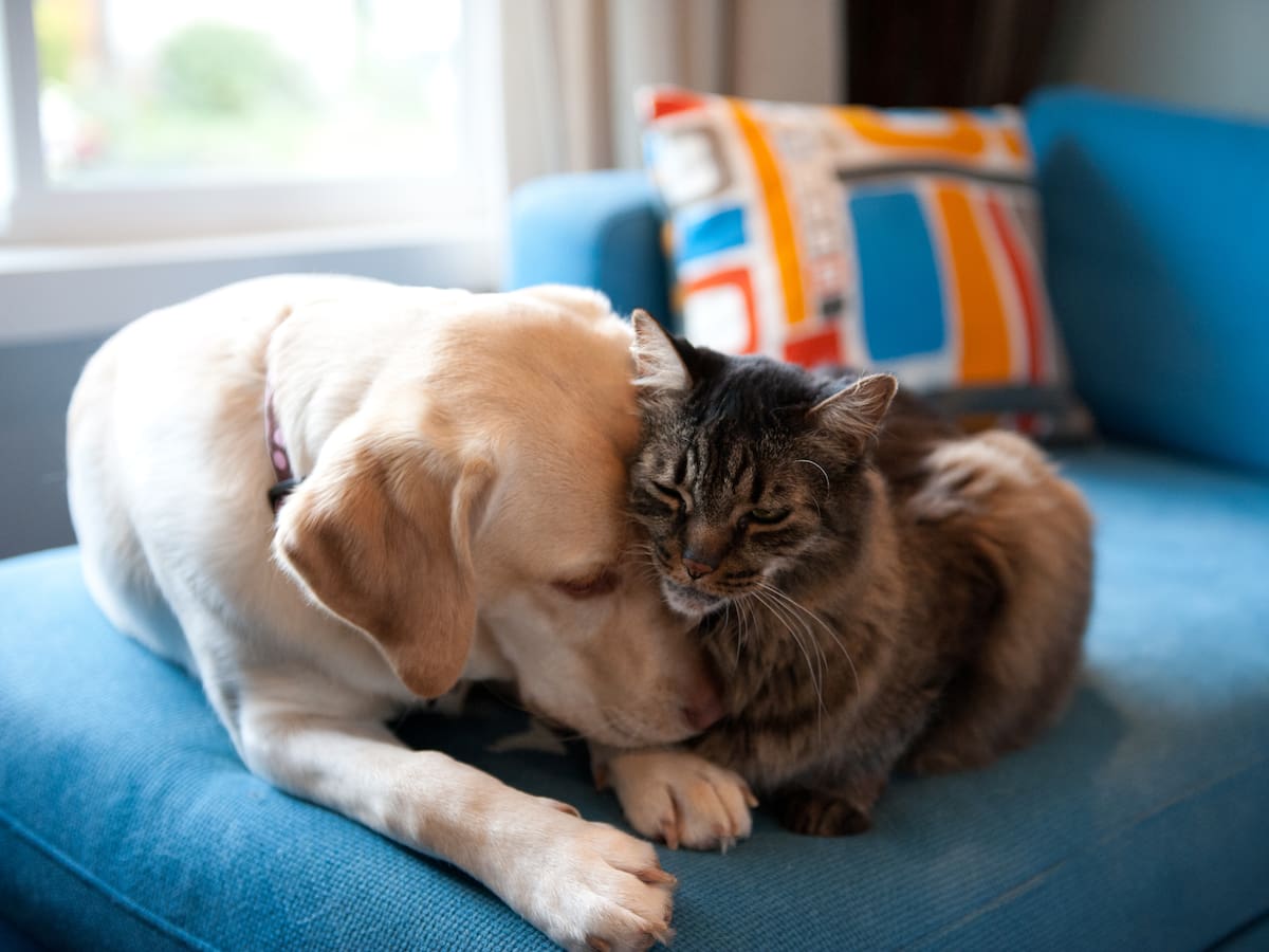 Licencia laboral por muerte de mascotas: ¿en qué va el proyecto de ley? Esto propone