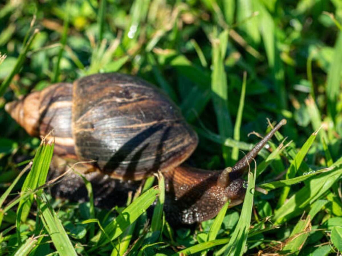Campesinos de la Sierra Nevada, afectados por la presencia de Caracol Africano
