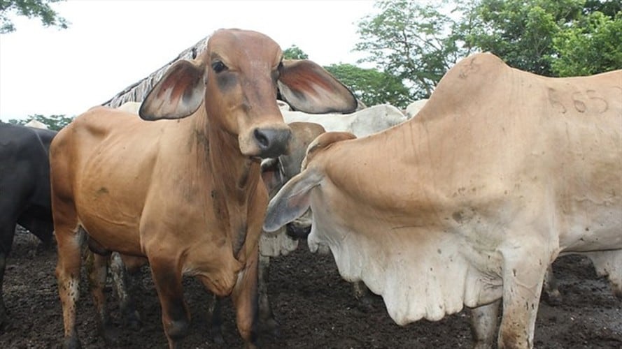 Gobierno confirma nuevo foco de Fiebre Aftosa en el país. Foto: Colprensa