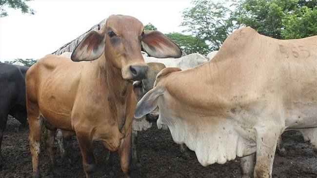 Gobierno confirma nuevo foco de Fiebre Aftosa en el país. Foto: Colprensa