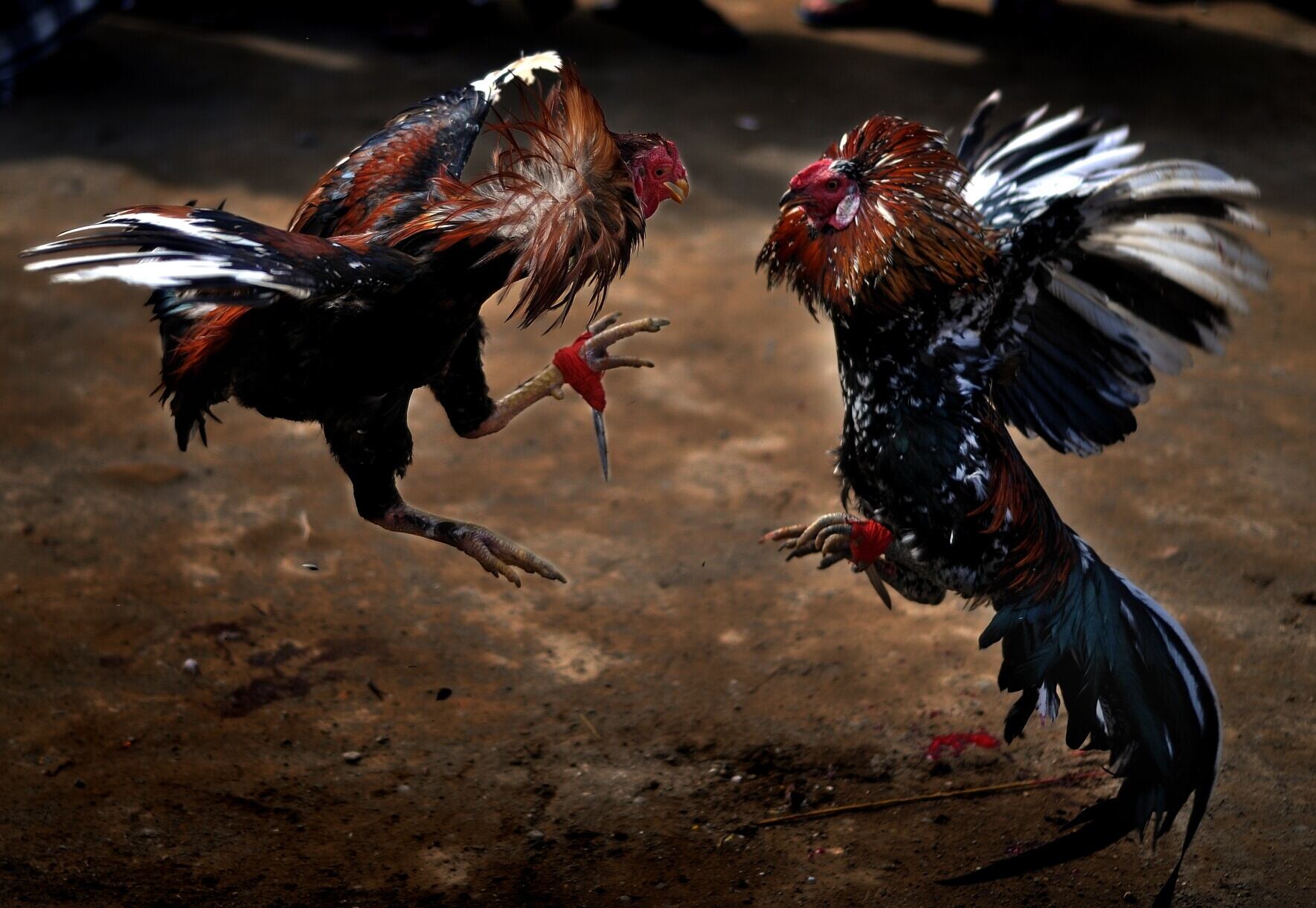Peleas de gallos | Getty Images
