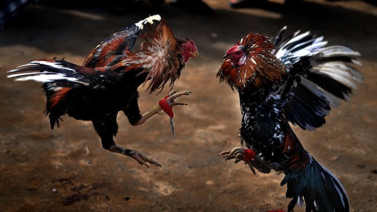 ¿Qué pasará con las peleas de gallos? Senado está próximo a definir si se prohibirá