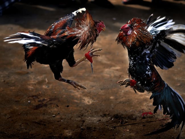 ¿Qué pasará con las peleas de gallos? Senado está próximo a definir si se prohibirá
