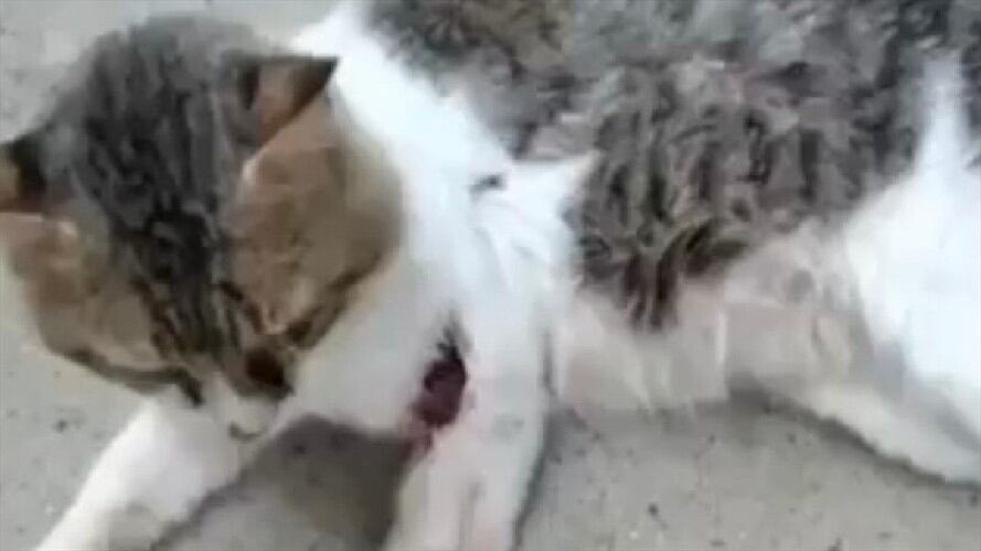 Maltrato animal. Foto: Suministrada.