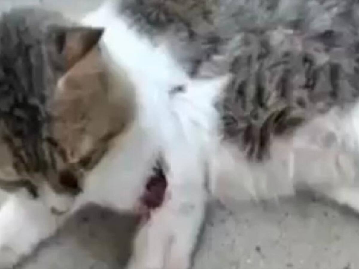 Gato en Girón fue lastimado varias veces con arma cortopunzante