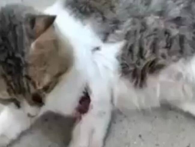 Maltrato animal. Foto: Suministrada.