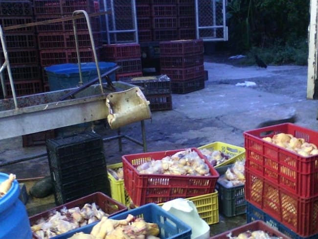 Autoridades lograron la incautación de 7.700 kilos de queso y 1.000 kilos de carne. Foto: Colprensa