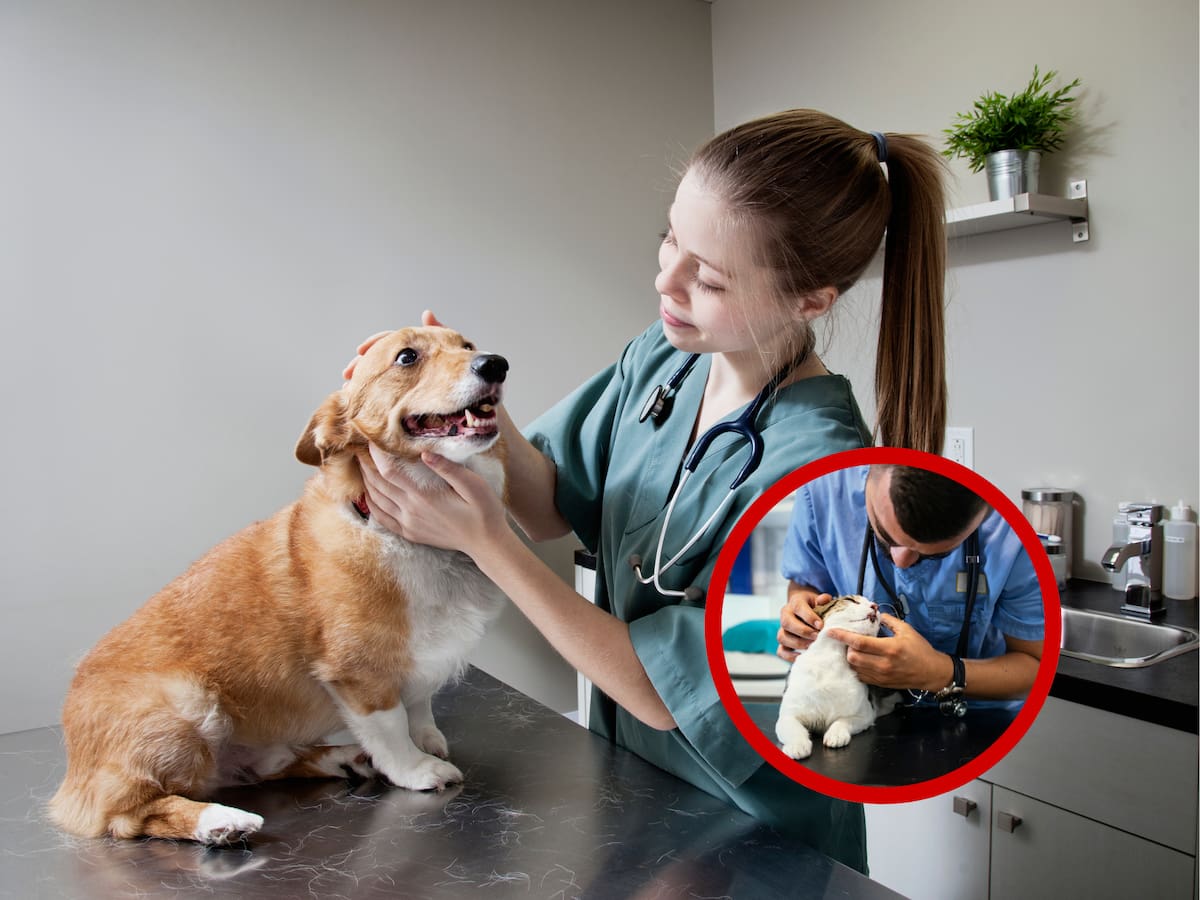 No espere a una enfermedad o urgencia: 6 recomendaciones para llevar a su mascota al veterinario
