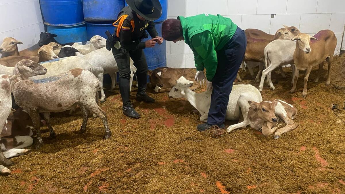 Policía intervino matadero clandestino en Suba, Bogotá