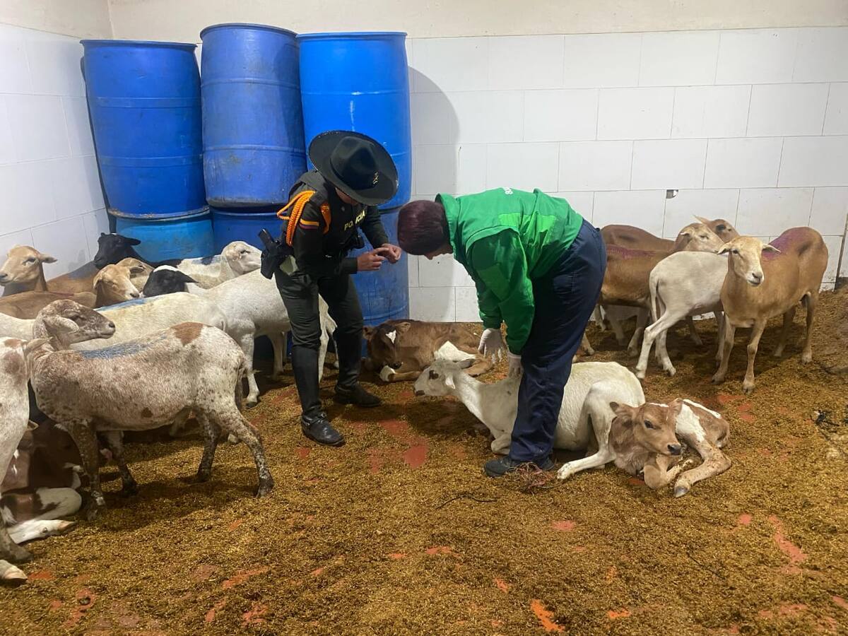 Policía intervino matadero clandestino en Suba, Bogotá